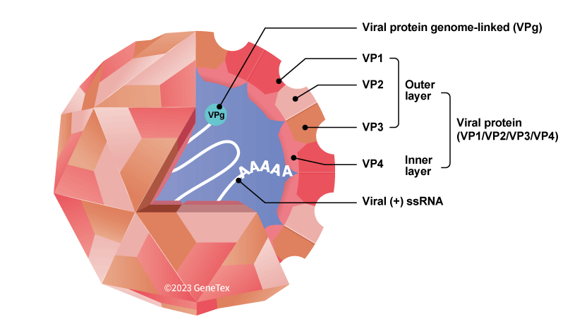 CHẨN ĐOÁN VÀ ĐIỀU TRỊ TAY CHÂN MIỆNG DO ENTEROVIRUS 71 Ở TRẺ EM